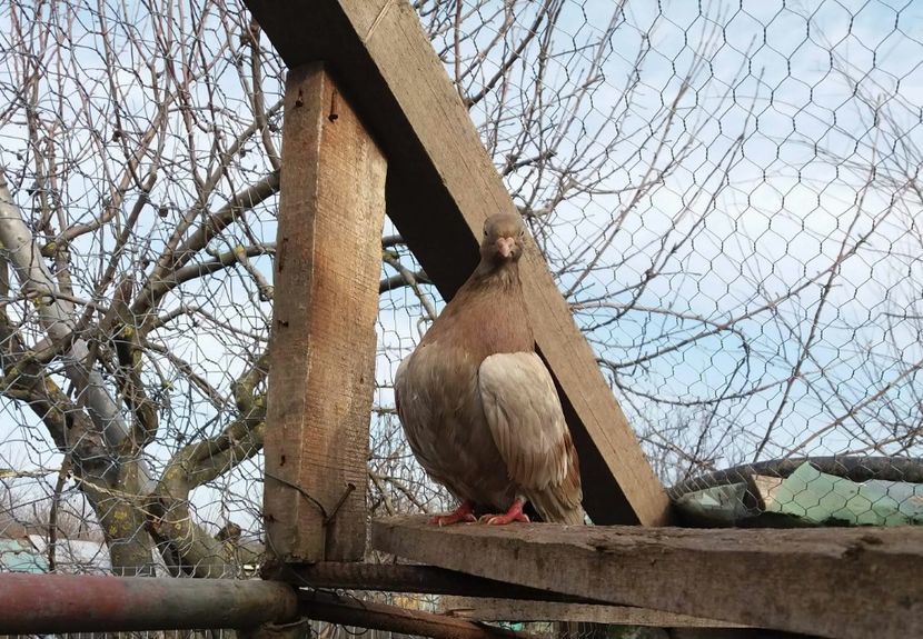 Femela pana simpla - 4-Jucatori de Galati