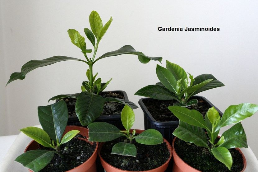 17.01.18 - 3 Gardenia- inradacinare