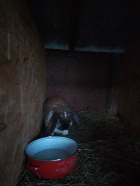 Tury la 4 luni - 02 Femela turingian mantulat- TURY