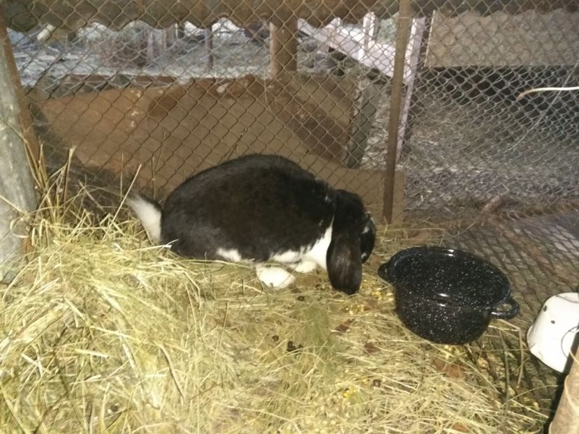 Gipsy la 10 luni - FFF Arhiva