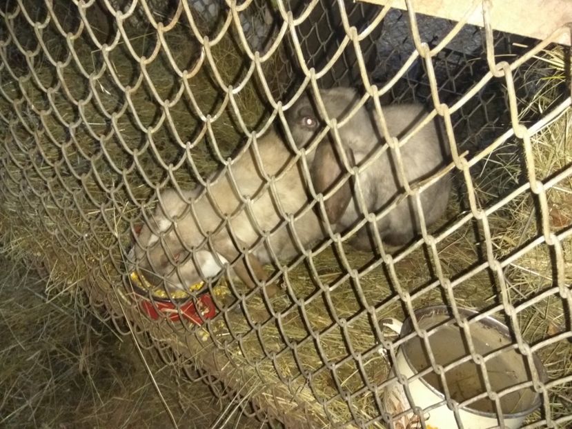 Thunder la 4,5 Luni - 03 Femela salander mantulat pe havana- Thunder