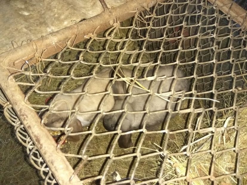 Thunder si fratele NOR - 03 Femela salander mantulat pe havana- Thunder