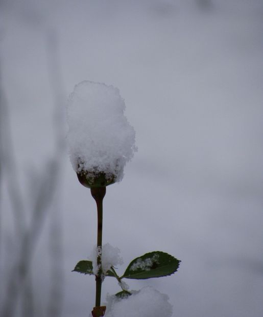  - Ianuarie 2018 - Februarie 2018