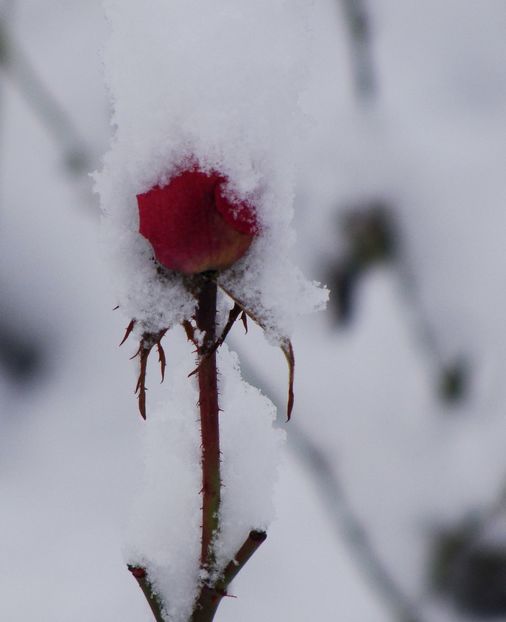 - Ianuarie 2018 - Februarie 2018