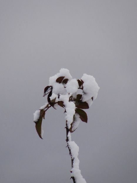  - Ianuarie 2018 - Februarie 2018