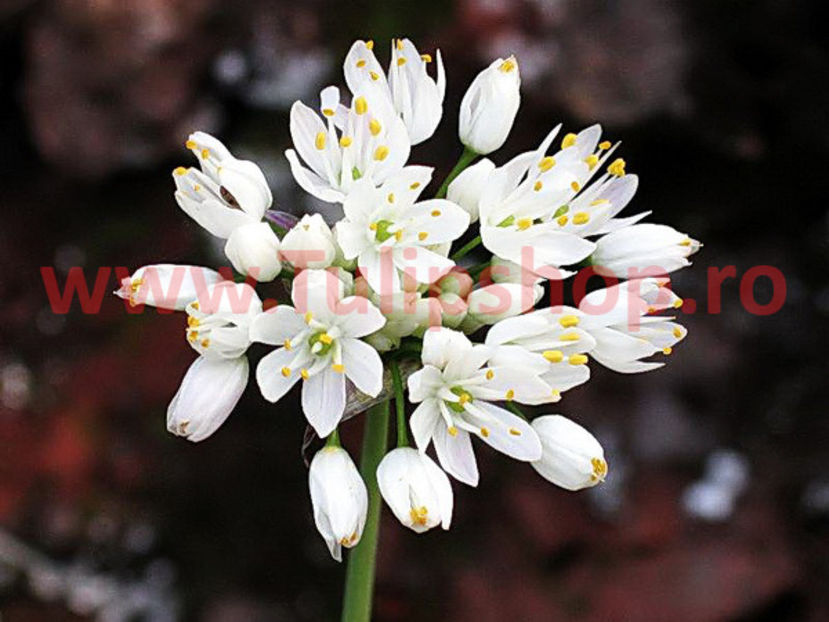 Bulbi Allium Neapolitanum (Ceapa decorativa) - Bulbi Flori Primavara 2018
