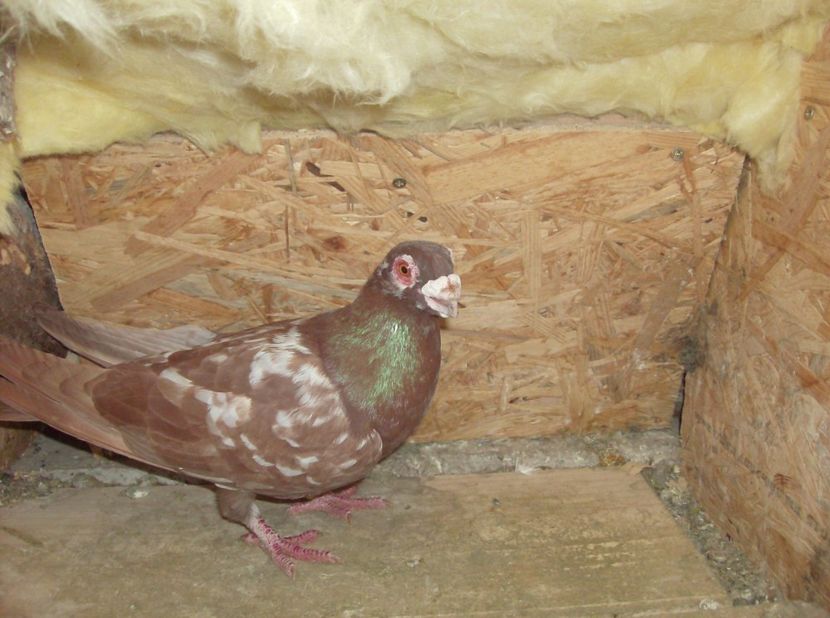 mascul2017 - Carunculati de oradea