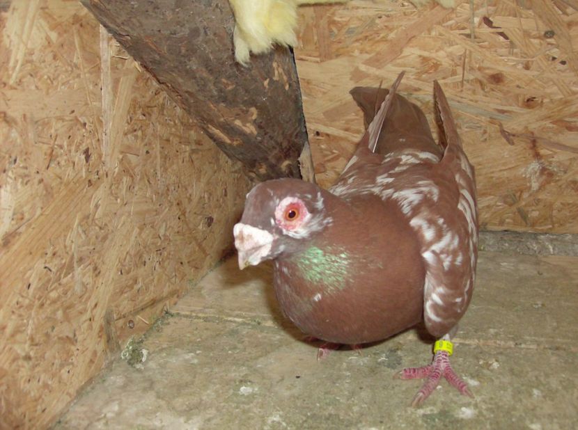  - Carunculati de oradea