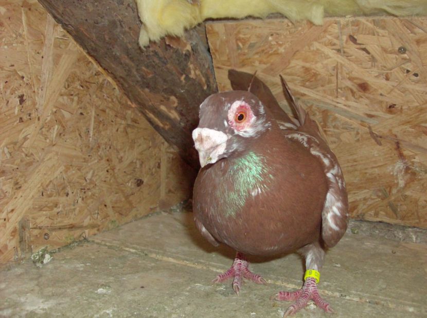  - Carunculati de oradea