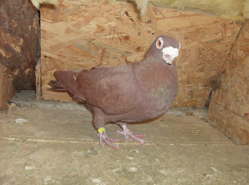  - Carunculati de oradea