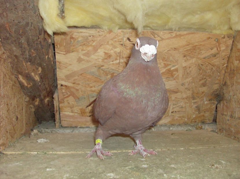  - Carunculati de oradea