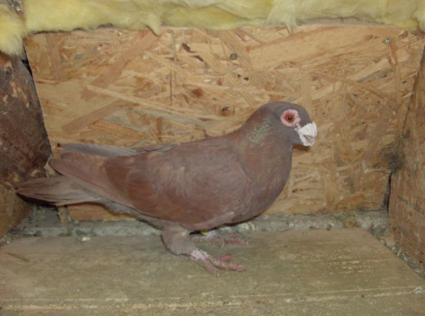 mascul 2017 - Carunculati de oradea