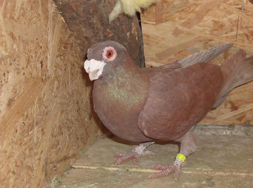  - Carunculati de oradea