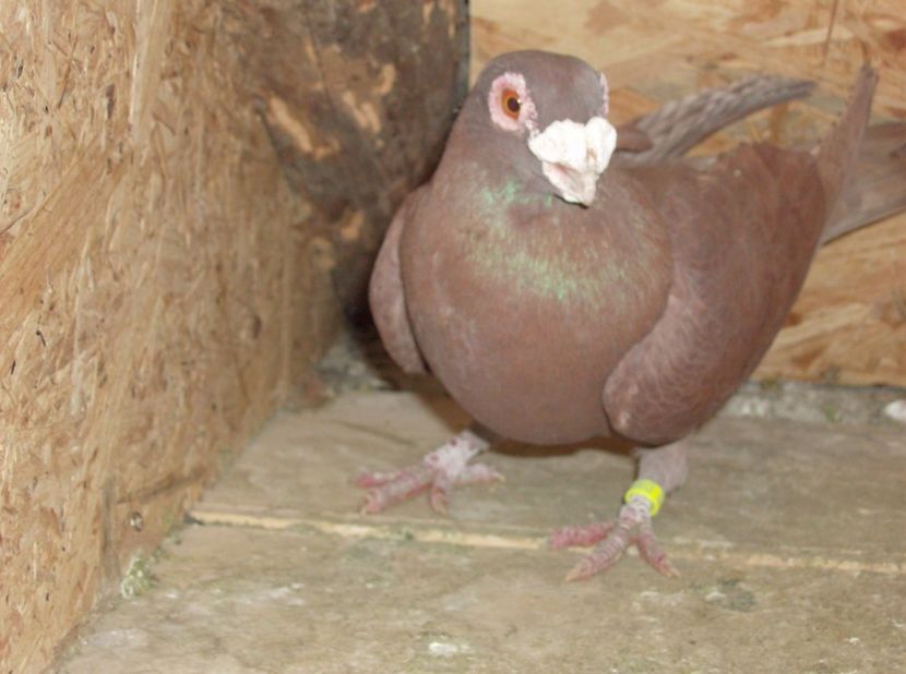  - Carunculati de oradea