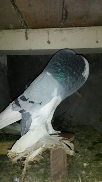  - Gusat pomerania 2019