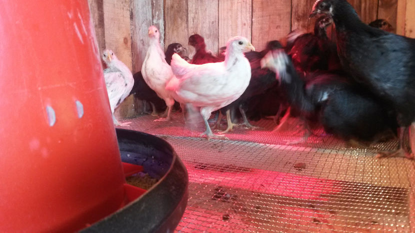  - 4- adaposturi si accesori