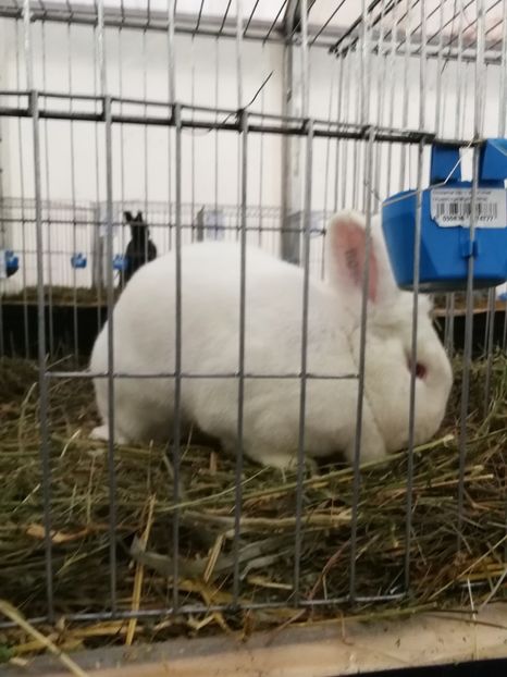  - Rezultatele mele la expo Bistrița 2017