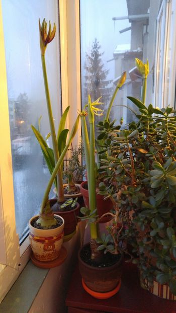  - ghivece hippeastrum plantati iarna 2017