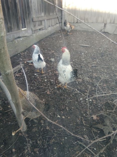 26972134_1597912296983323_1935325898_o - Gaini