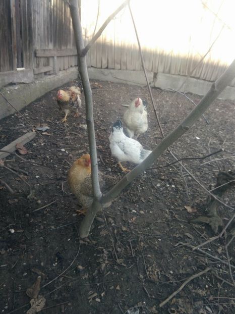 26982421_1597914566983096_231138673_o - Gaini