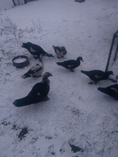 26972783_1597912316983321_1275223760_o - Rate lesesti