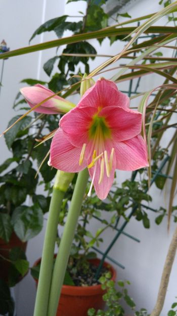  - No name hippeastrum din Carrefour dec 2017