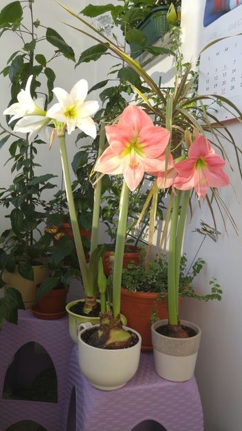  - No name hippeastrum din Carrefour dec 2017