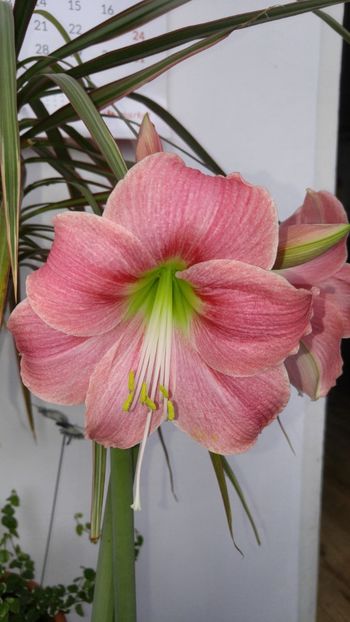  - No name hippeastrum din Carrefour dec 2017