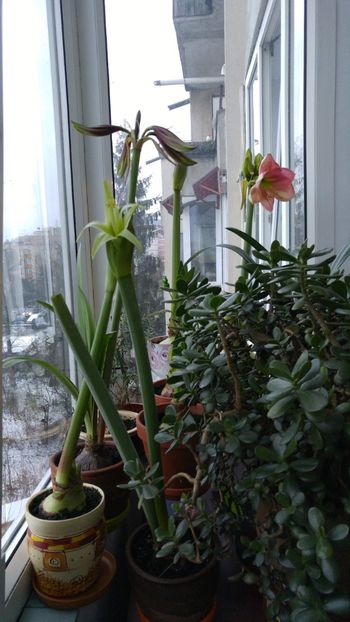  - necunoscut - susan cred