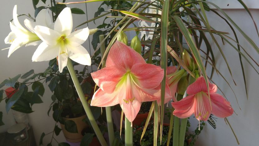  - necunoscut - susan cred