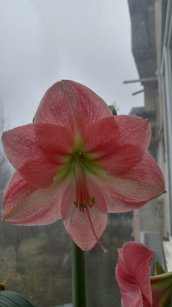 20171226_111608_HDR - necunoscut - susan cred