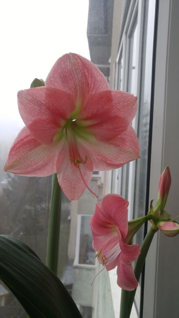  - necunoscut - susan cred