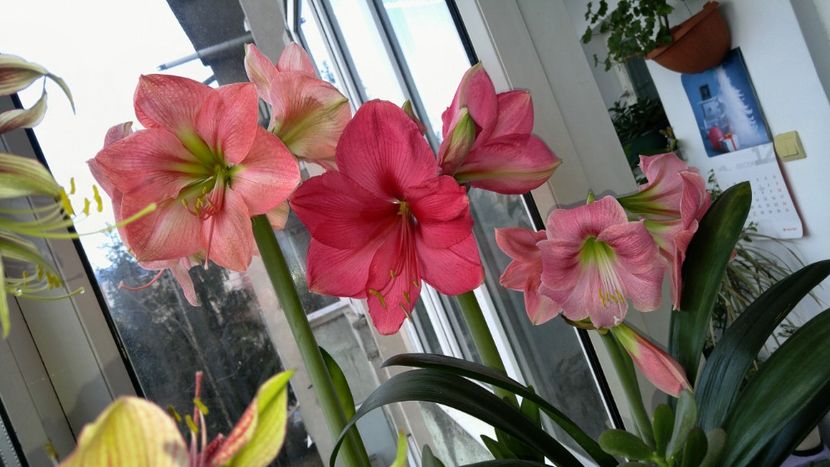  - necunoscut - susan cred