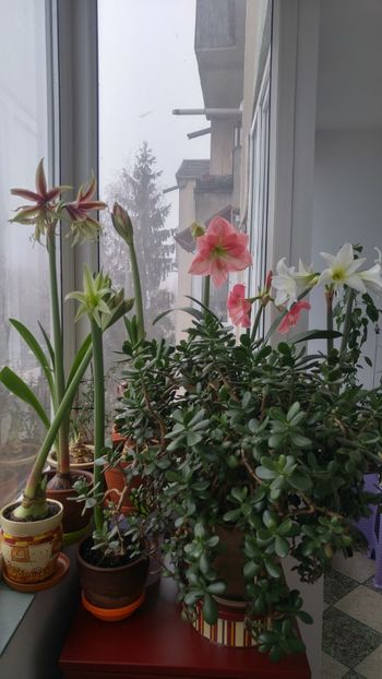 20171226_111542_HDR - Hippeastrum 2017 2018