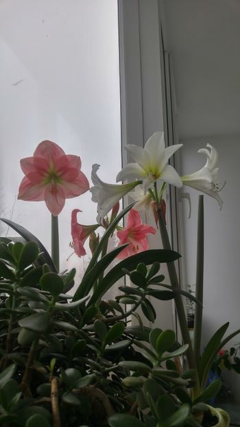 20171226_111557_HDR - Hippeastrum 2017 2018