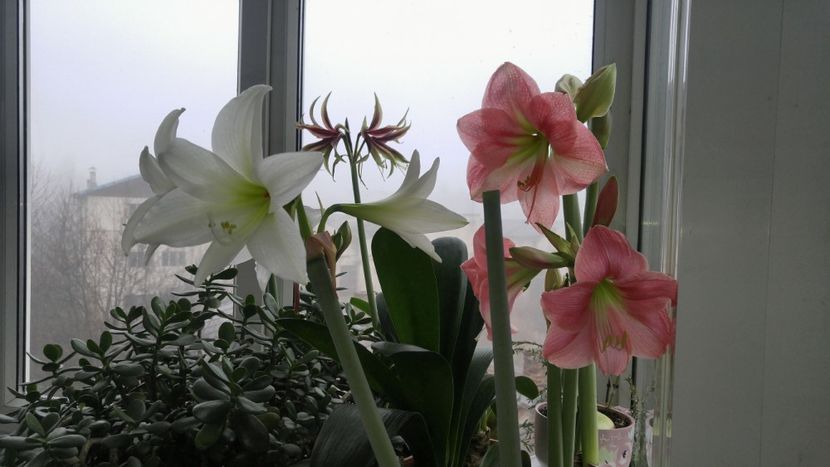  - Hippeastrum 2017 2018