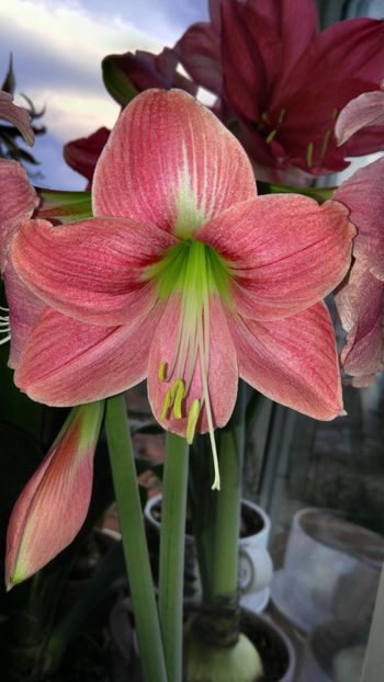  - No name hippeastrum din Carrefour dec 2017