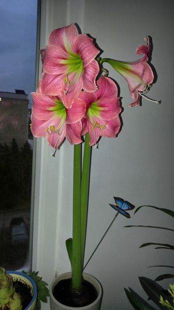  - No name hippeastrum din Carrefour dec 2017