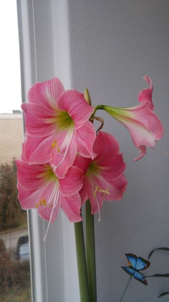  - No name hippeastrum din Carrefour dec 2017