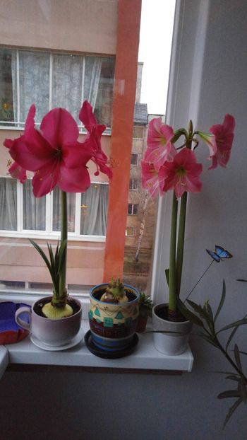  - No name hippeastrum din Carrefour dec 2017