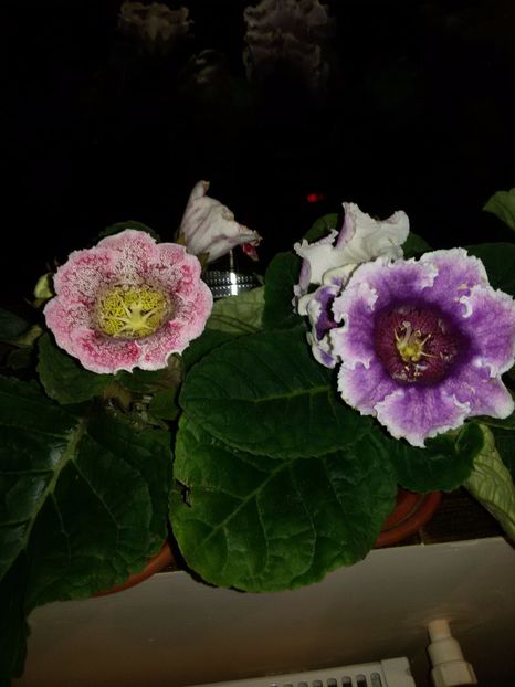  - Gloxinii 2018