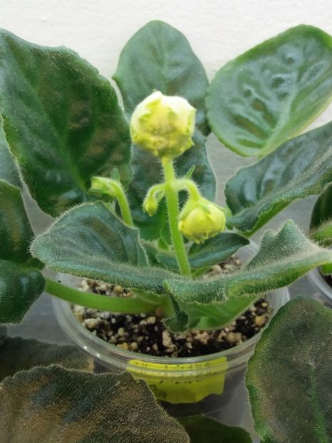 18 ian - ZZ EK Belaia Koroleva -White Queen