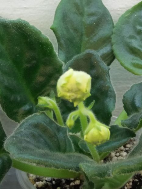 18 ian - ZZ EK Belaia Koroleva -White Queen