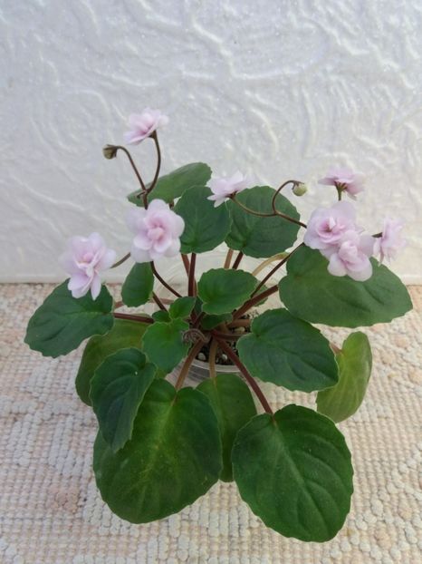 18 ian - Rob s Vanilla trail