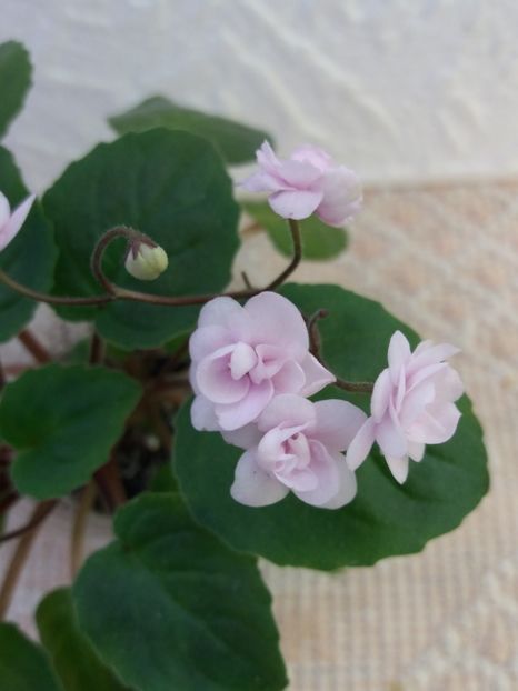 18 ian - Rob s Vanilla trail