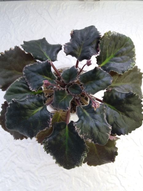 18 ian - ZZ LE Pariszkije Tainy