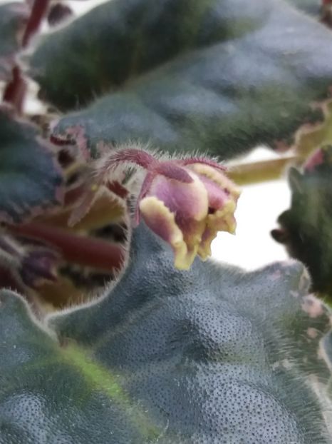 18 ian - ZZ LE Pariszkije Tainy