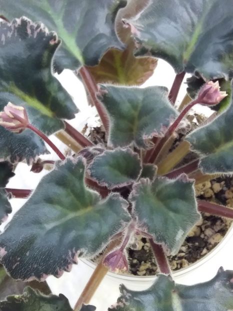 18 ian - ZZ LE Pariszkije Tainy