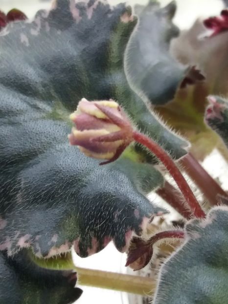 18 ian - ZZ LE Pariszkije Tainy