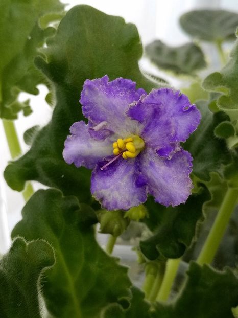 18 ian - ZZ Partly Cloudi